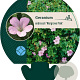 Geranium endressii 'Wargrave Pink' GM P9