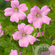 Geranium endressii 'Wargrave Pink' GM P9