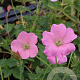 Geranium endressii 'Wargrave Pink' GM P9