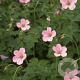 Geranium endressii 'Wargrave Pink' GM P9