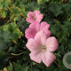 Geranium endressii 'Wargrave Pink' GM P9