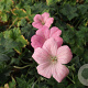 Geranium endressii 'Wargrave Pink' GM P9