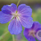 Geranium 'Eureka Blue' GM P9