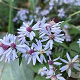 Aster versicolor 'Altweibersommer' GM P9