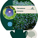 Geranium himalayense GM P9