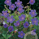 Geranium himalayense GM P9