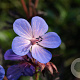 Geranium himalayense GM P9