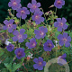 Geranium himalayense GM P9