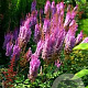 Astilbe c. 'Superba' GM P9
