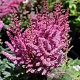 Astilbe 'Little Vision in Pink' GM P9