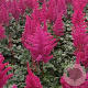 Astilbe 'Vision Vulcano' GM P9