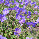 Geranium himalayense 'Gravetye' GM P9