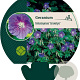 Geranium himalayense 'Gravetye' GM P9
