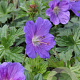 Geranium himalayense 'Gravetye' GM P9