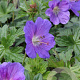 Geranium himalayense 'Gravetye' GM P9