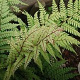 Athyrium otophorum 'Okanum' GM P9