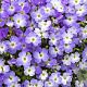 Aubrieta Regado Blue White Bicolour GM P9
