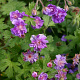 Geranium himalayense 'Plenum' GM P9