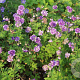 Geranium himalayense 'Plenum' GM P9