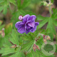 Geranium himalayense 'Plenum' GM P9