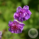 Geranium himalayense 'Plenum' GM P9