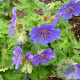 Geranium ibericum GM P9