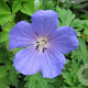 Geranium 'Johnson's Blue' GM P9