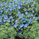Geranium 'Johnson's Blue' GM P9