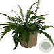 Blechnum spicant GM 2,0L