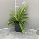 Blechnum spicant GM 2,0L