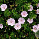 Geranium lindavicum 'Apple Blossom' GM P9