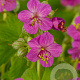 Geranium macrorrhizum GM P9