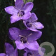 Campanula primulifolia GM P9