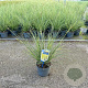 Carex brunnea 'Aureomarginata' 25-30 cm 2,0L