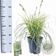 Carex Feather Falls 25-30 cm 3,0L
