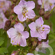 Geranium macr. 'Ingwersen's Var.' GM P9