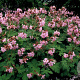 Geranium macr. 'Ingwersen's Var.' GM P9
