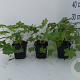Geranium macr. 'Ingwersen's Var.' GM P9