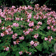 Geranium macr. 'Ingwersen's Var.' GM P9