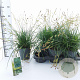 Carex morrowii 20-25 cm 2,0L