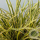 Carex morrowii Vanilla Ice GM P9