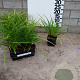 Carex morrowii 'Variegata' plantgoed P9