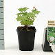 Geranium macr. 'Spessart' GM P9