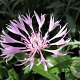 Centaurea montana 'Carnea' GM P9