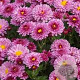 Chrysanthemum (I) 'Anastasia' GM P9