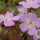 Geranium macul. 'Elizabeth Ann' GM P9