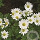 Chrysanthemum (I) 'Lichtkuppel' GM P9