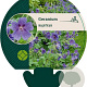 Geranium magnificum GM P9