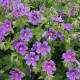 Geranium magnificum GM P9