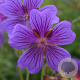Geranium magnificum GM P9